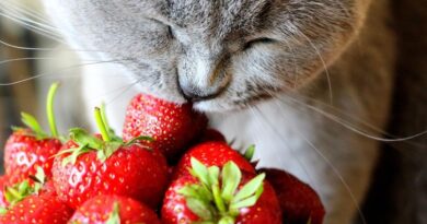 Can Cats Eat Strawberries