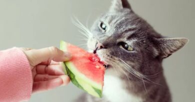 Can Cats Eat Watermelon