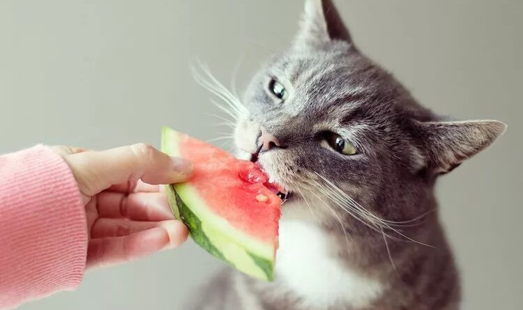 Can Cats Eat Watermelon