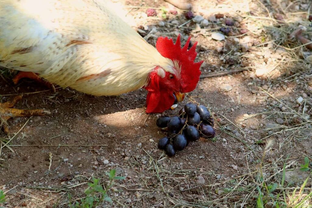 can chickens eat grapes