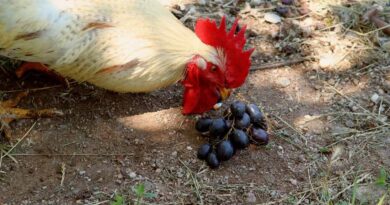 can chickens eat grapes