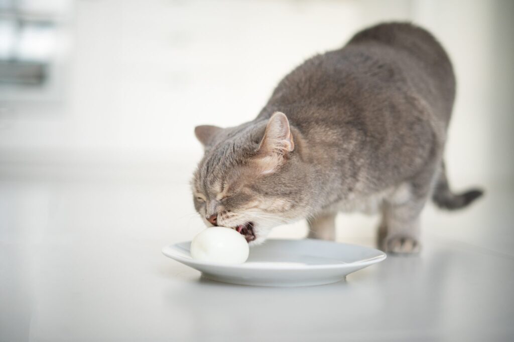 can cat eat eggs