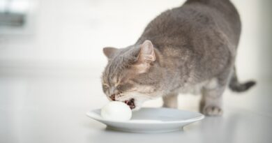 can cat eat eggs