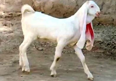 Discover the Unique Charm and Benefits of the Gulabi Goat: A Complete Guide