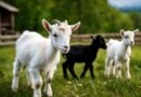 Adorable Baby Goat Names: Unique and Cute Ideas for Your New Kid