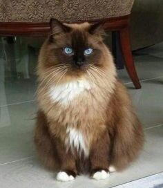 Brown Ragdoll Cat: Everything You Need to Know About This Elegant Feline