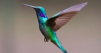 Unlocking the Meaning: Exploring Hummingbird Symbolism and Its Spiritual Significance