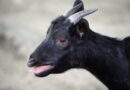 Black Goat: Benefits, Care Tips, and Fascinating Facts About This Unique Breed