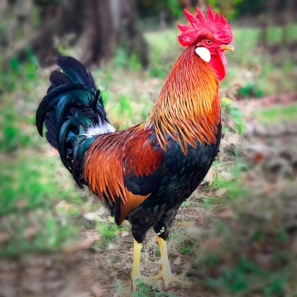 brown leghorn