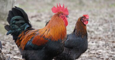 Black Copper Maran: The Ultimate Guide to Raising This Stunning Chicken Breed