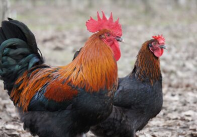 Black Copper Maran: The Ultimate Guide to Raising This Stunning Chicken Breed