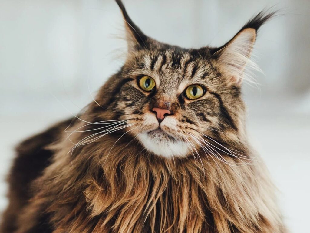 maine coon cats cost