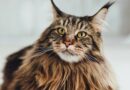 maine coon cats cost