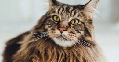 maine coon cats cost