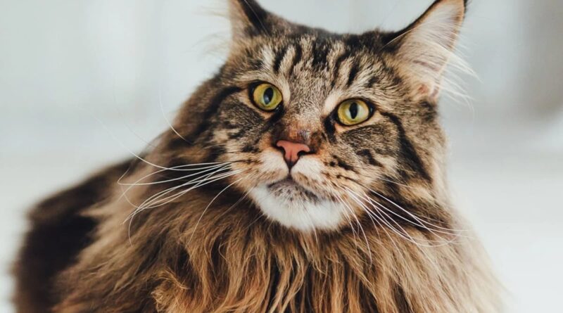 maine coon cats cost