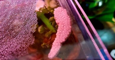 mystery snail eggs