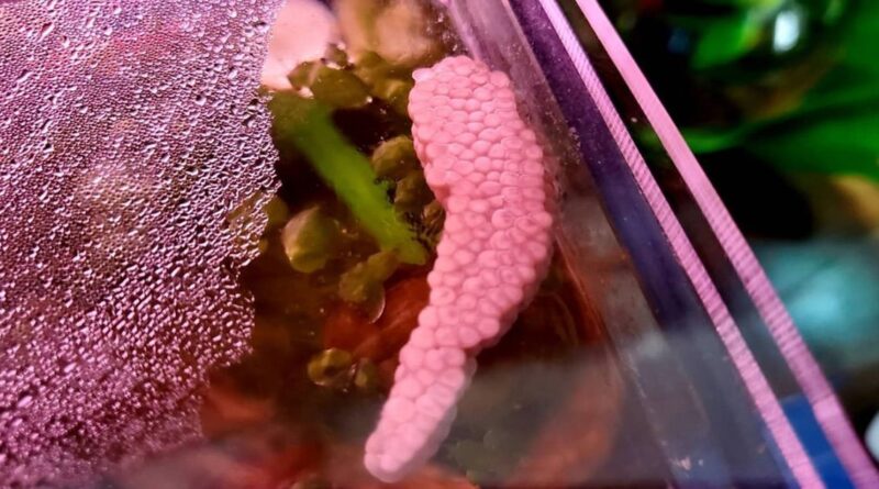 mystery snail eggs