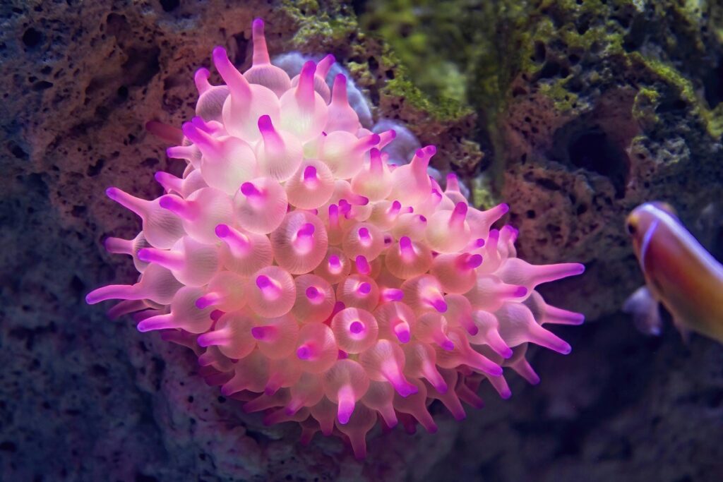 bubble tip anemone
