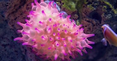 bubble tip anemone