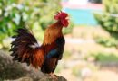 Why Do Roosters Crow in the Morning? Understanding the Science Behind It