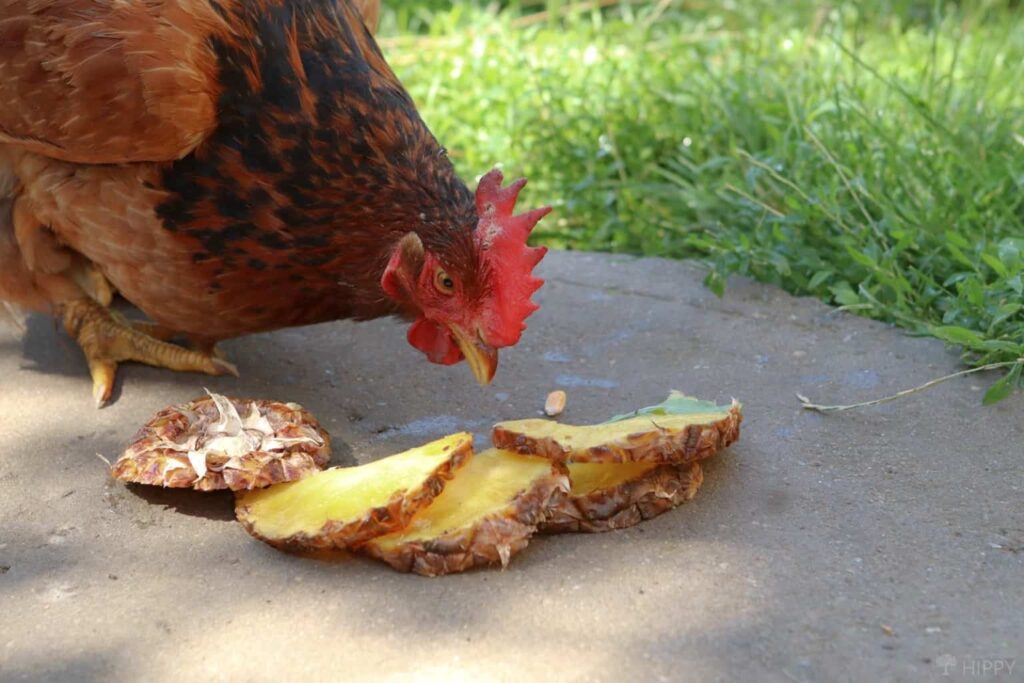 can chickens eat pineapple
