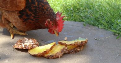 can chickens eat pineapple