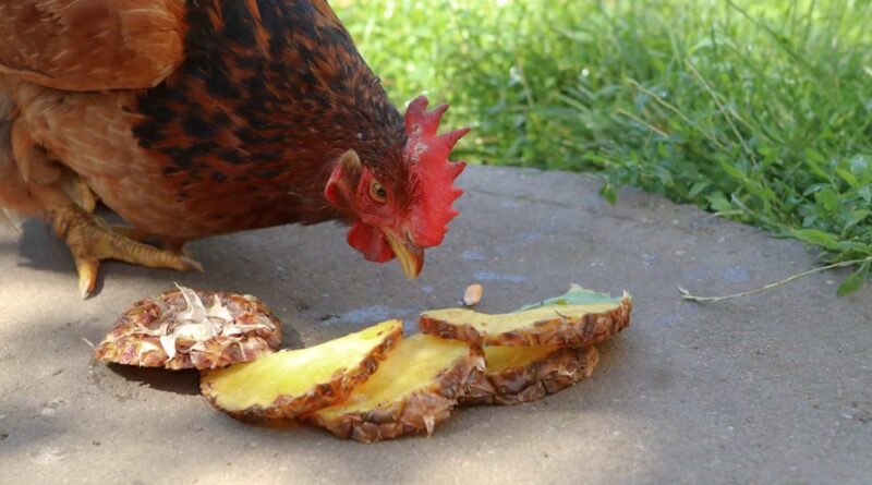 can chickens eat pineapple