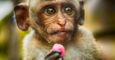 can monkeys eat candy