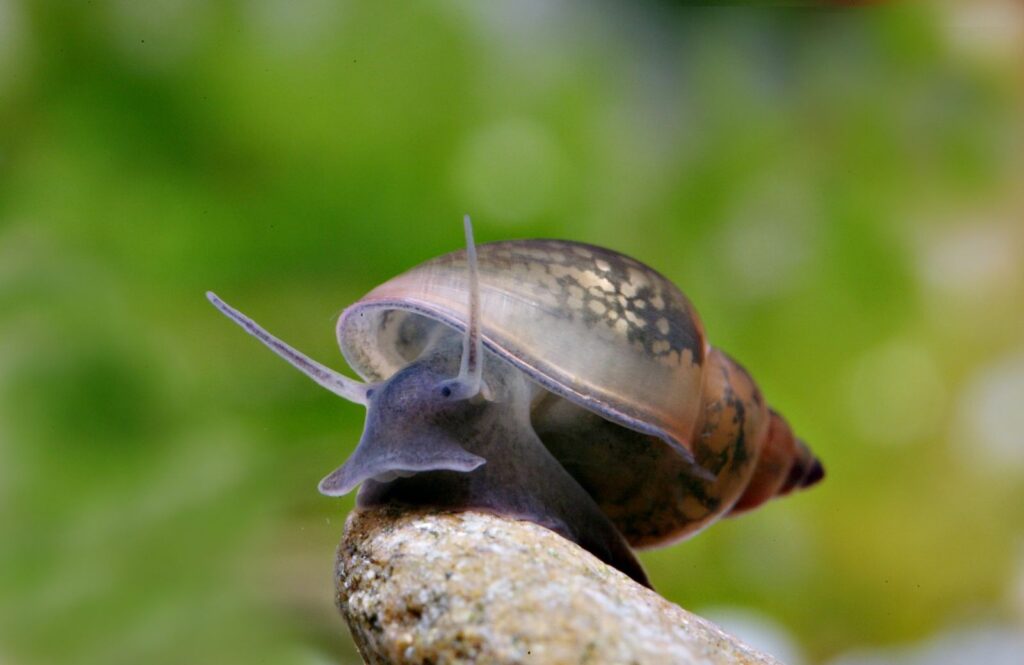 when do bladder snails grow a shell