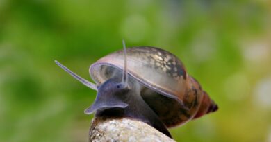 when do bladder snails grow a shell