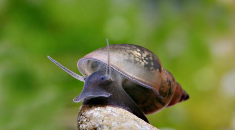 when do bladder snails grow a shell