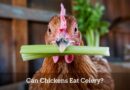 Can Chickens Eat Celery? Benefits and Risks of Feeding Celery to Your Flock