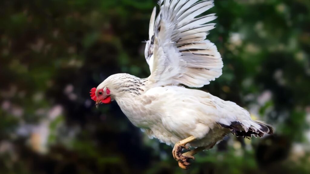 do chickens fly