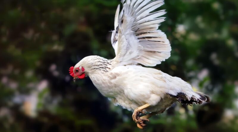 do chickens fly