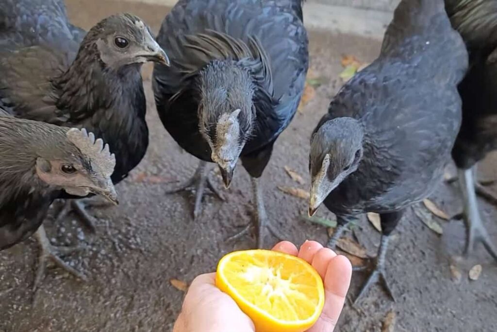 can chickens eat oranges