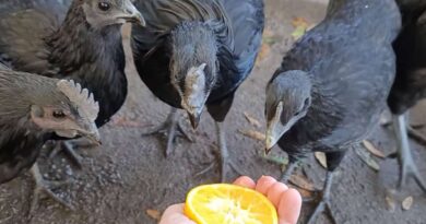 can chickens eat oranges