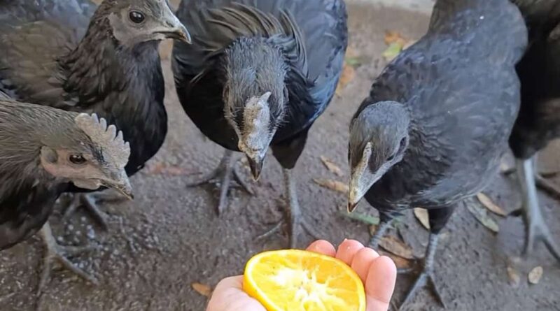 can chickens eat oranges