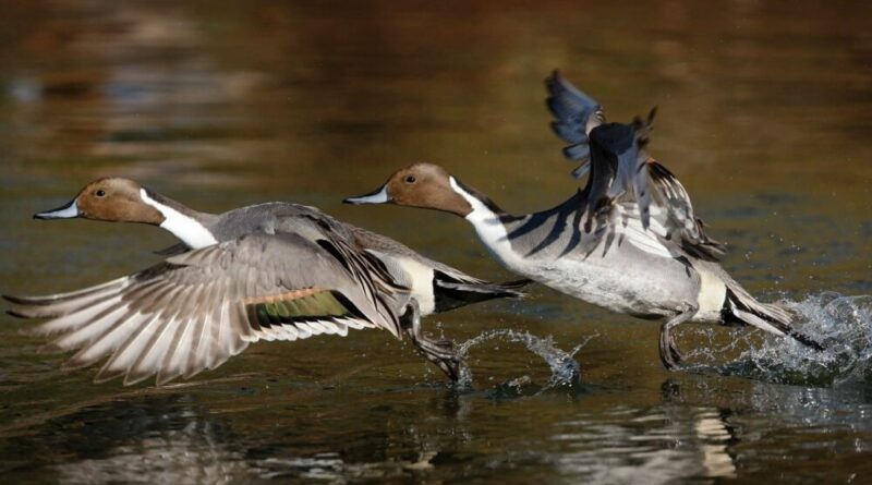 can ducks fly