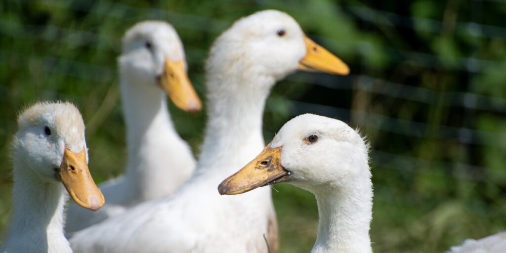how long do ducks live