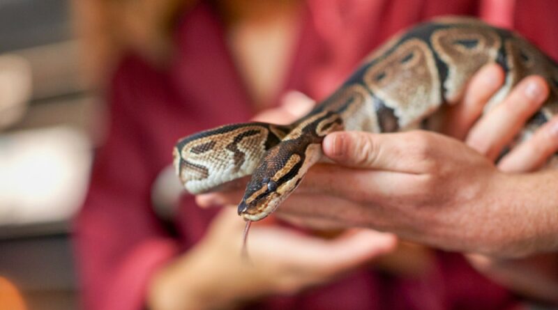 can a snake eat a human hand