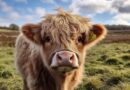 Mini Highland Cow: Everything You Need to Know About These Adorable Miniature Cattle