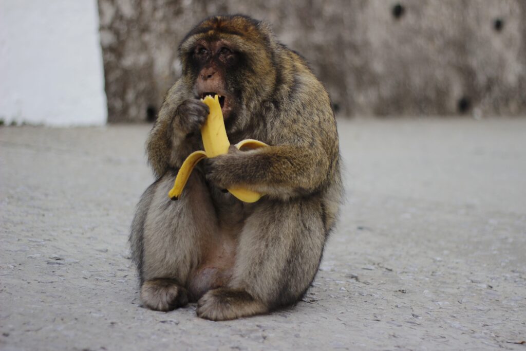 can monkeys eat bananas
