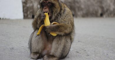 can monkeys eat bananas