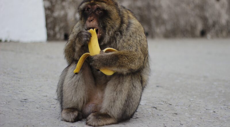 can monkeys eat bananas