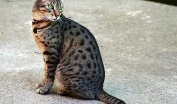 Egyptian Mau: The Ultimate Guide to This Elegant and Sportful Cat Breed