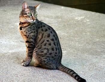 Egyptian Mau: The Ultimate Guide to This Elegant and Sportful Cat Breed