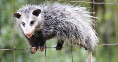 do possums eat chickens