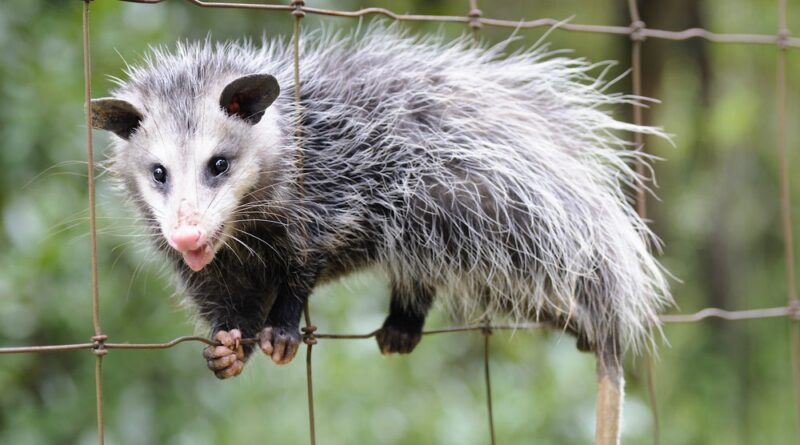 do possums eat chickens