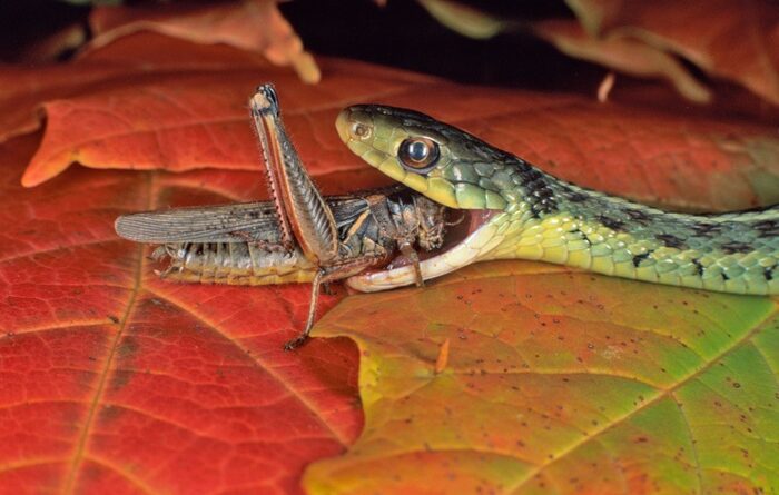 do snakes eat grasshoppers